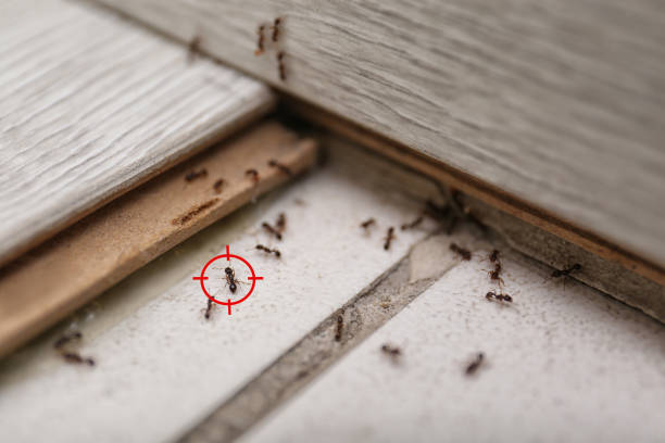Best Local Pest Control Services  in Piedmont, AL