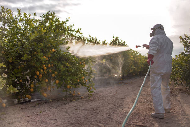 Reliable Piedmont, AL Pest Control Solutions