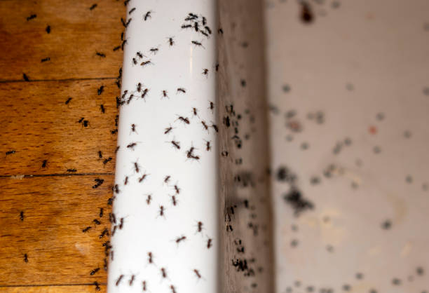 Best Local Pest Control Services  in Piedmont, AL