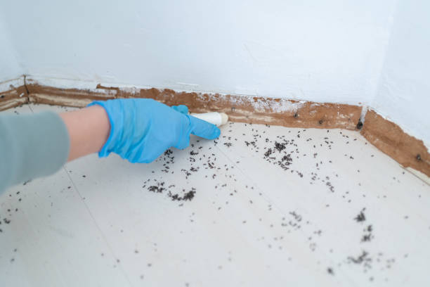 Best Flea Control Services  in Piedmont, AL